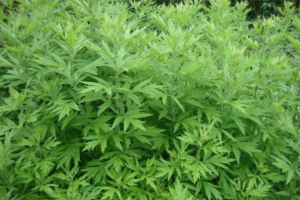 Artemisiaワームウッドの有効性と応用の詳細
